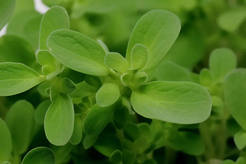 Extrait de plantes
