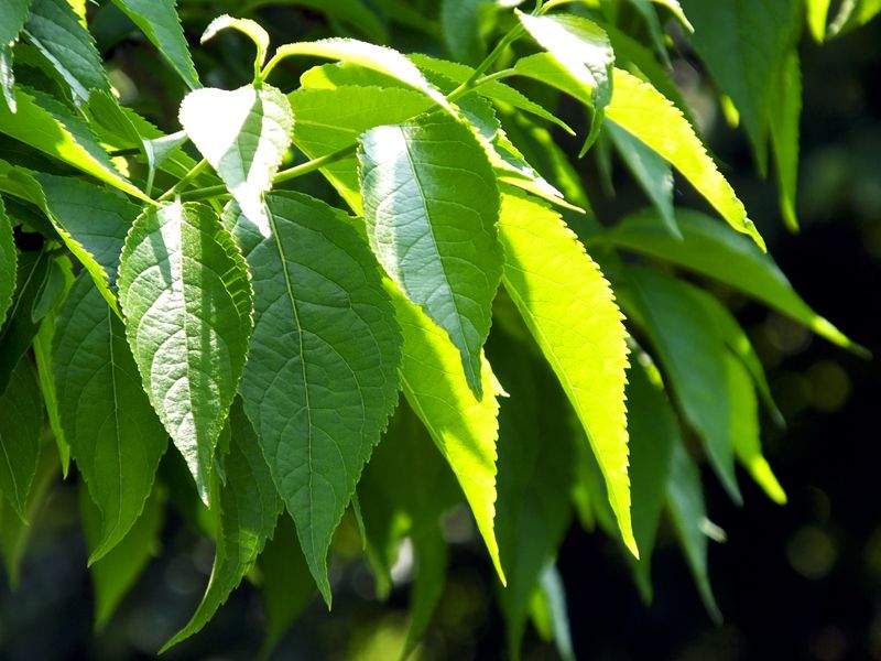 32 Points de contrôle de qualité de l'extrait d'Eucommia: comment nous protégeons chaque goutte d'essence naturelle