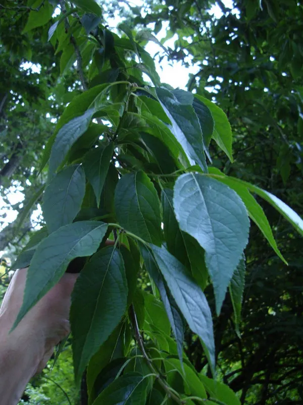 Sélection scientifique du temps de récolte pour Eucommia ulmoides: explication détaillée des différences de composition entre les feuilles de printemps et d'automne