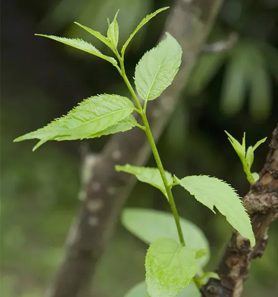 Prétraitement en quatre étapes des feuilles d'eucommia fraîches